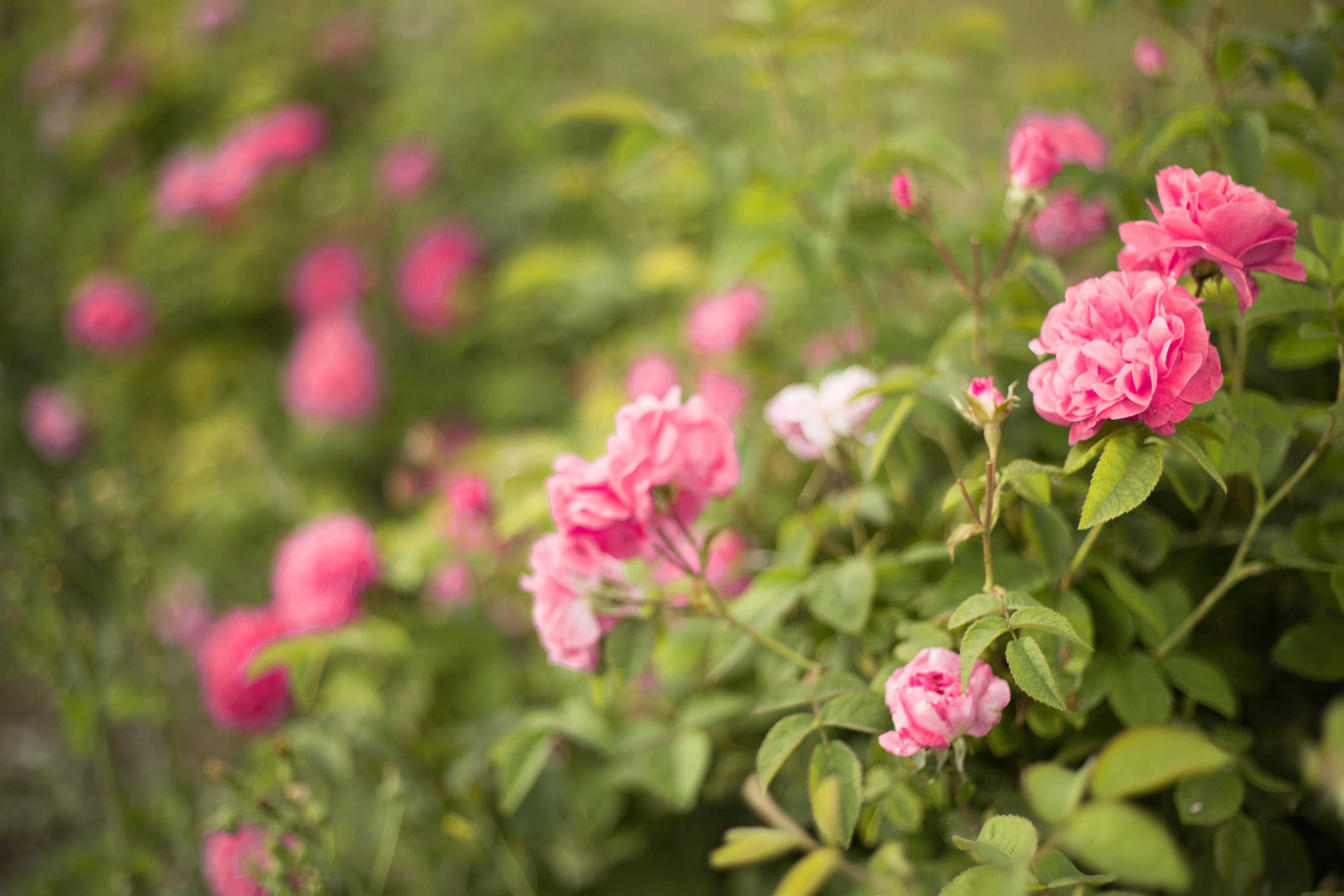 How to Choose Landscape Roses for Large and Small Spaces