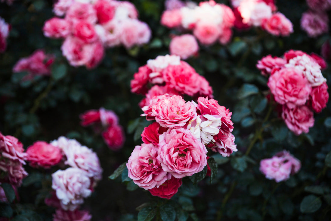 From Planting to Full Bloom: A Month-by-Month Guide to Growing Own-Root Roses