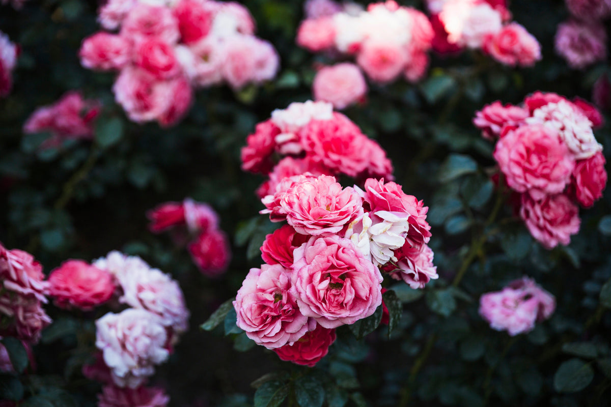 All About Roses – Heirloom
