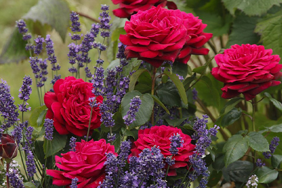Shrubs That Go With Roses How To Grow Roses Plant Guide | Garden