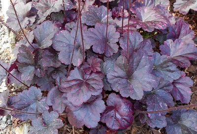 Coral Bells: Shaded Foliage with Intense Color