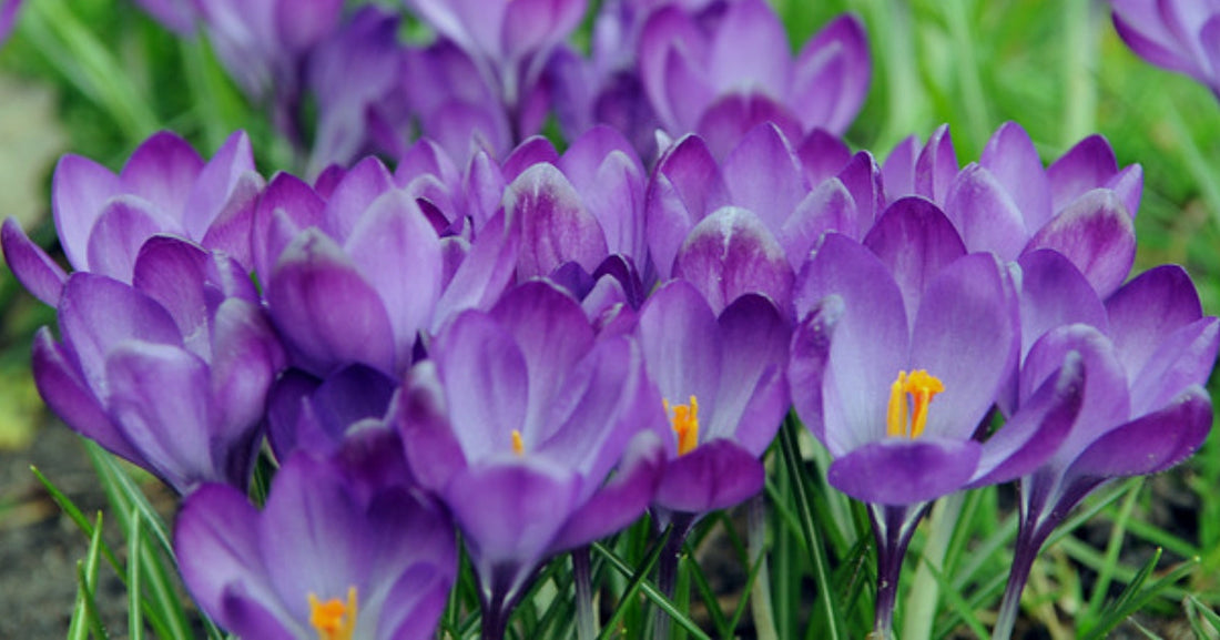 Crocus Planting Guide