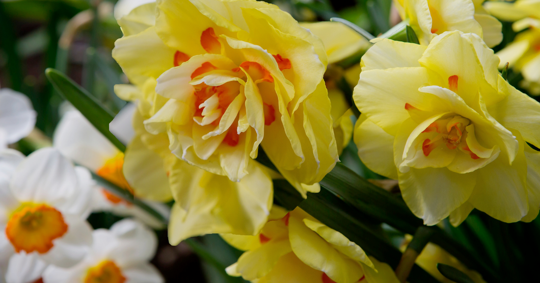 Daffodil Planting Guide