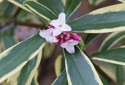 Daphne: Deeply Fragrant Winter Blooms