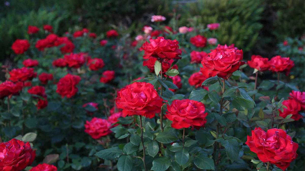 How To Deadhead Roses – Heirloom