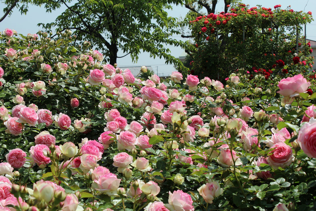The Benefit of Own-Root Roses
