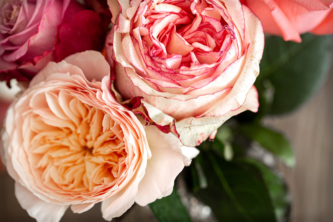 The Timeless Magic of English Roses and Why Every Garden Deserves One