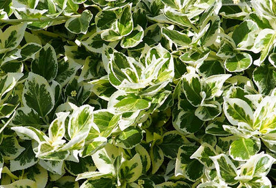 Euonymus: A Fast-Growing, Vibrant Beauty