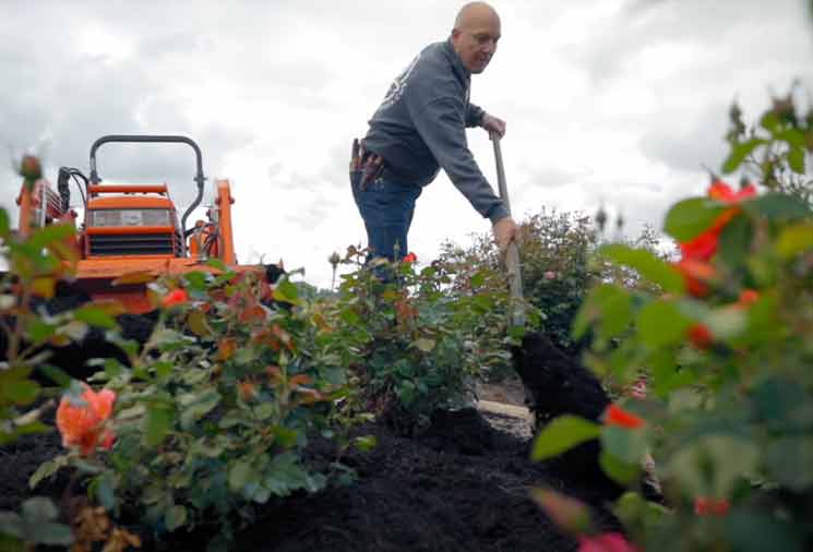 Care for Roses in the Fall