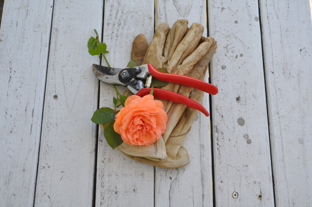 Pruner 101: How to Select & Care for Pruners