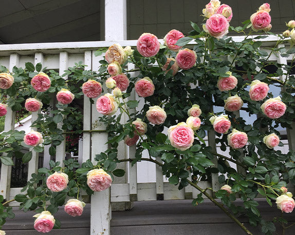All About Roses – Page 3 – Heirloom Roses
