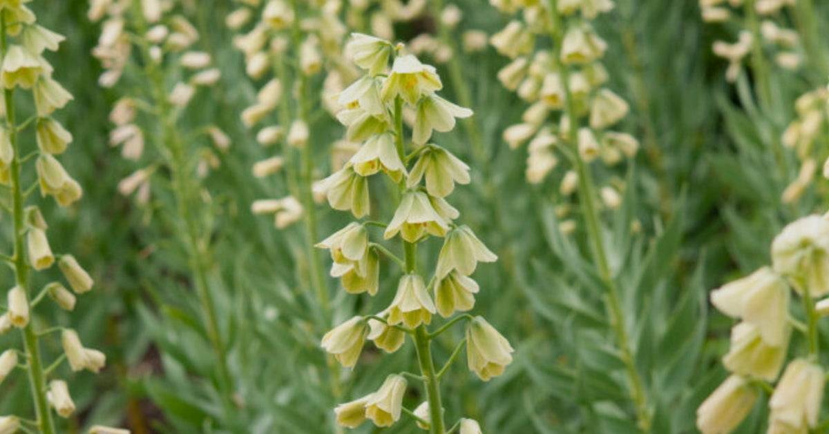 Fritillaria Planting Guide