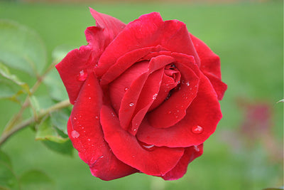 Glossary of Rose-Related Terms