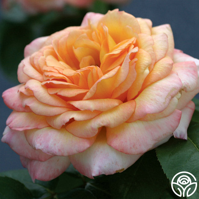 Say Goodbye to Root Rot and Protect Your Potted Roses