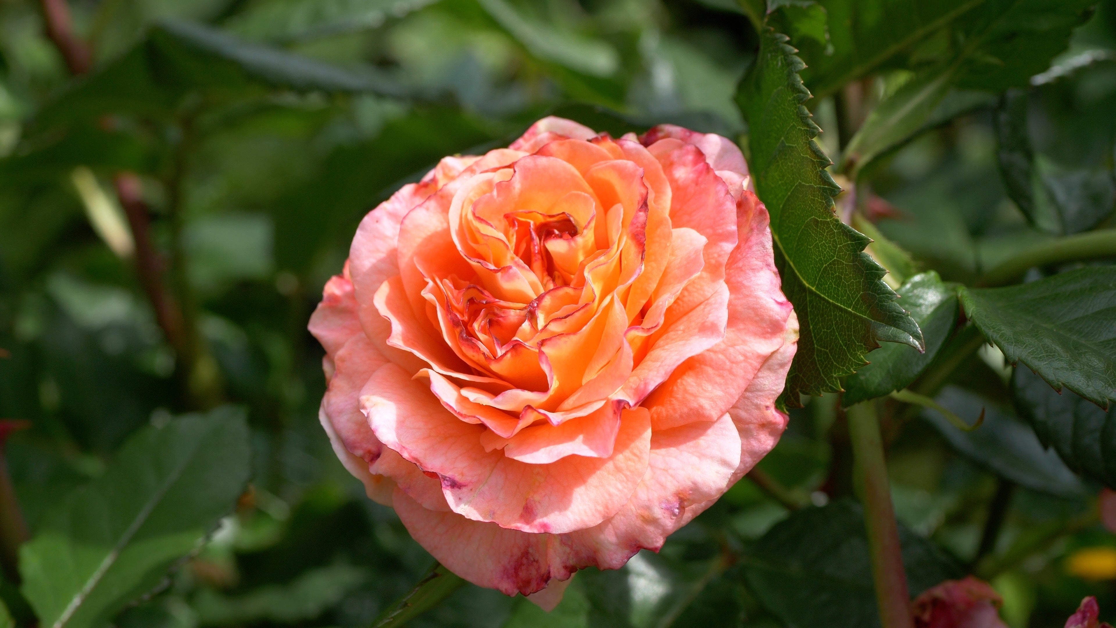 Understanding Grandiflora Roses: The Bridge Between Hybrid Teas and Floribundas