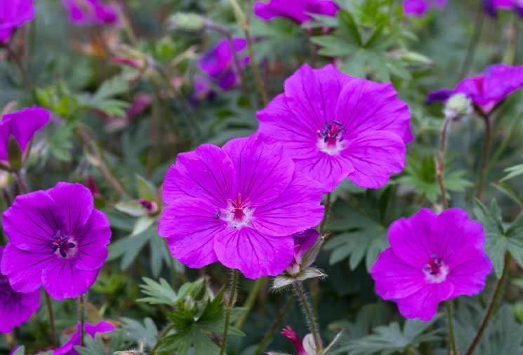 Hardy Geranium/ Cranesbill: Full Sun, Partial-Shade, or Shade