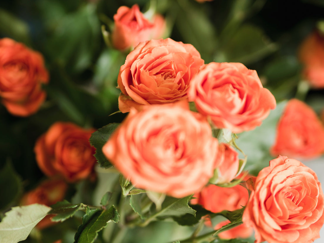What Sets Harkness Roses Apart from Other English Roses?