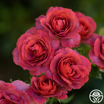 What Are Floribunda Roses?