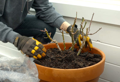 Preparing and Protecting Your Container Roses for The Winter