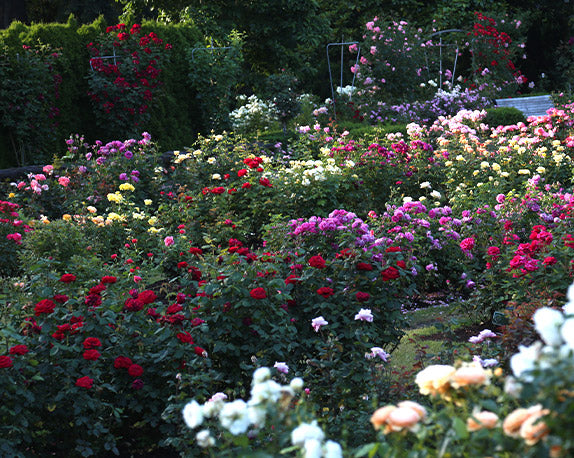 Spacing Roses Properly Space Roses: How Far Apart Should Rose Bushes be Planted ...