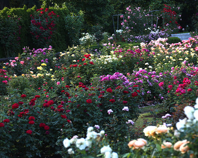 Properly Space Roses: How Far Apart Should Rose Bushes be Planted?