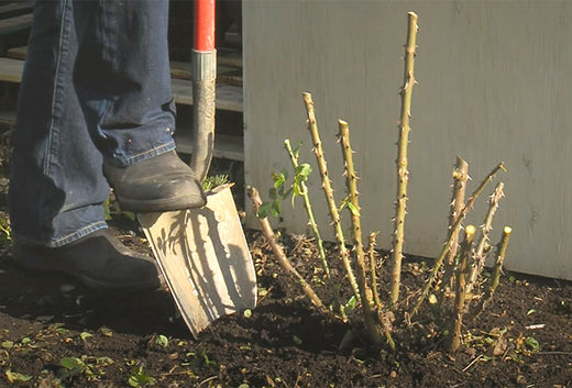 Transplanting a Rose