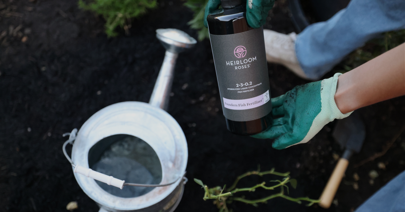 How to Fertilize Roses