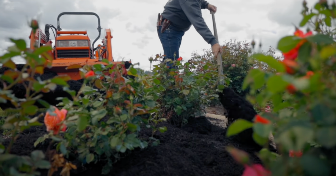 How to Transplant a Rose Bush