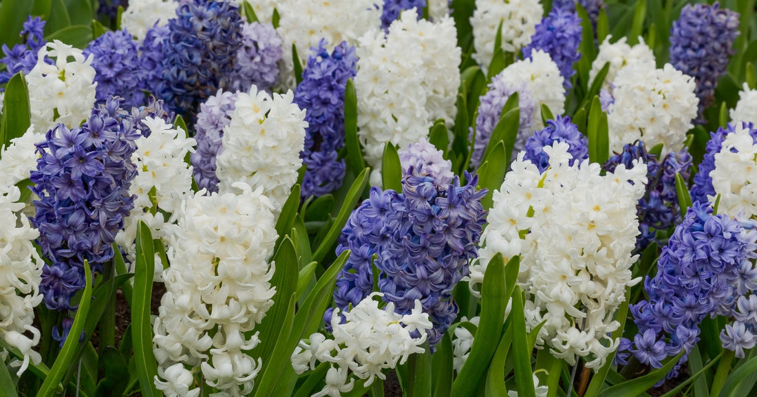 Hyacinth Planting Guide