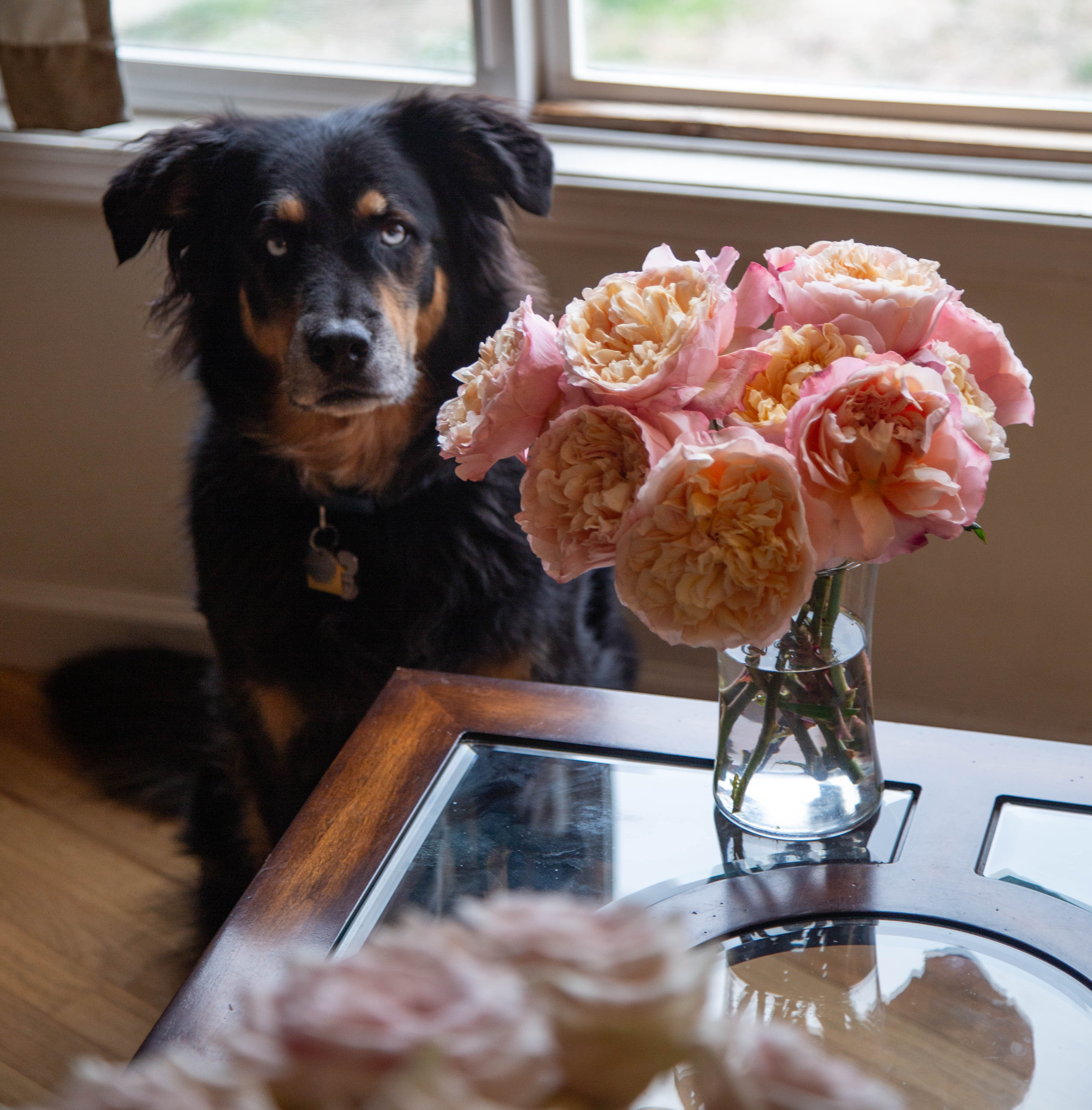 Are Rose Bushes Toxic To Dogs? – Heirloom Roses