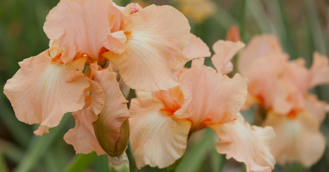 Iris Planting Guide