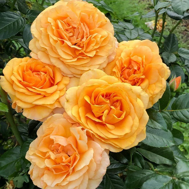Jalbert Rose FAQs for Gardeners: From Selection to Seasonal Care