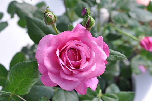 Kaffe Fassett Rose