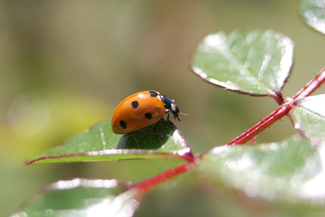 Beneficial Insects