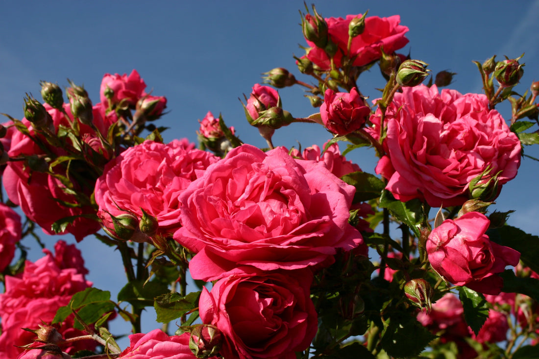June Rose Tasks