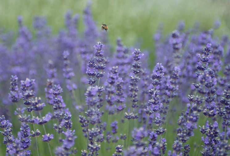 Lavender: A Romantic, English Must-Have Perennial – Heirloom Roses