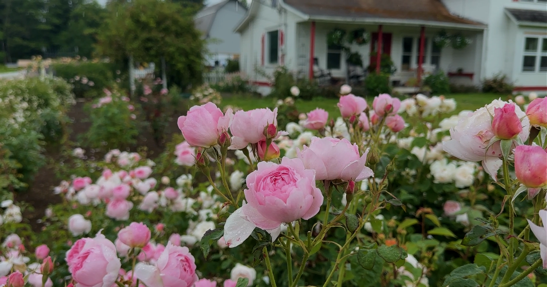 Heirloom™ Garden Tours: Marryn's Garden