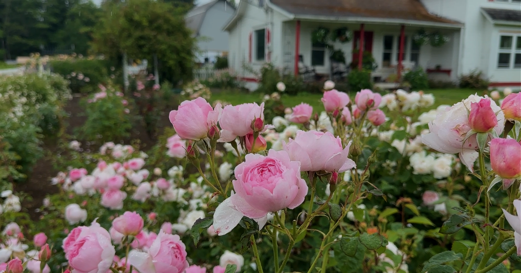 Heirloom™ Garden Tours: Marryn's Garden