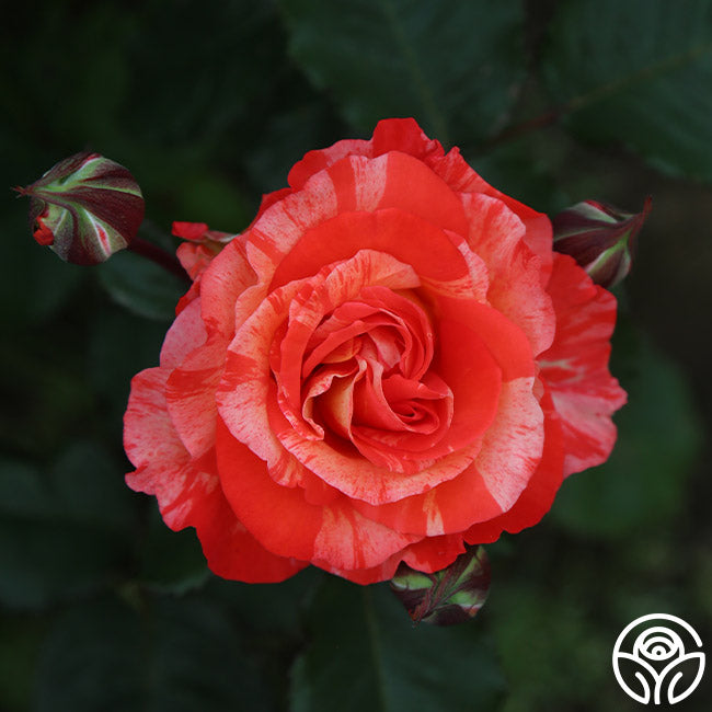 The Expert's Guide to Growing Roses in Hot Climates – Heirloom Roses