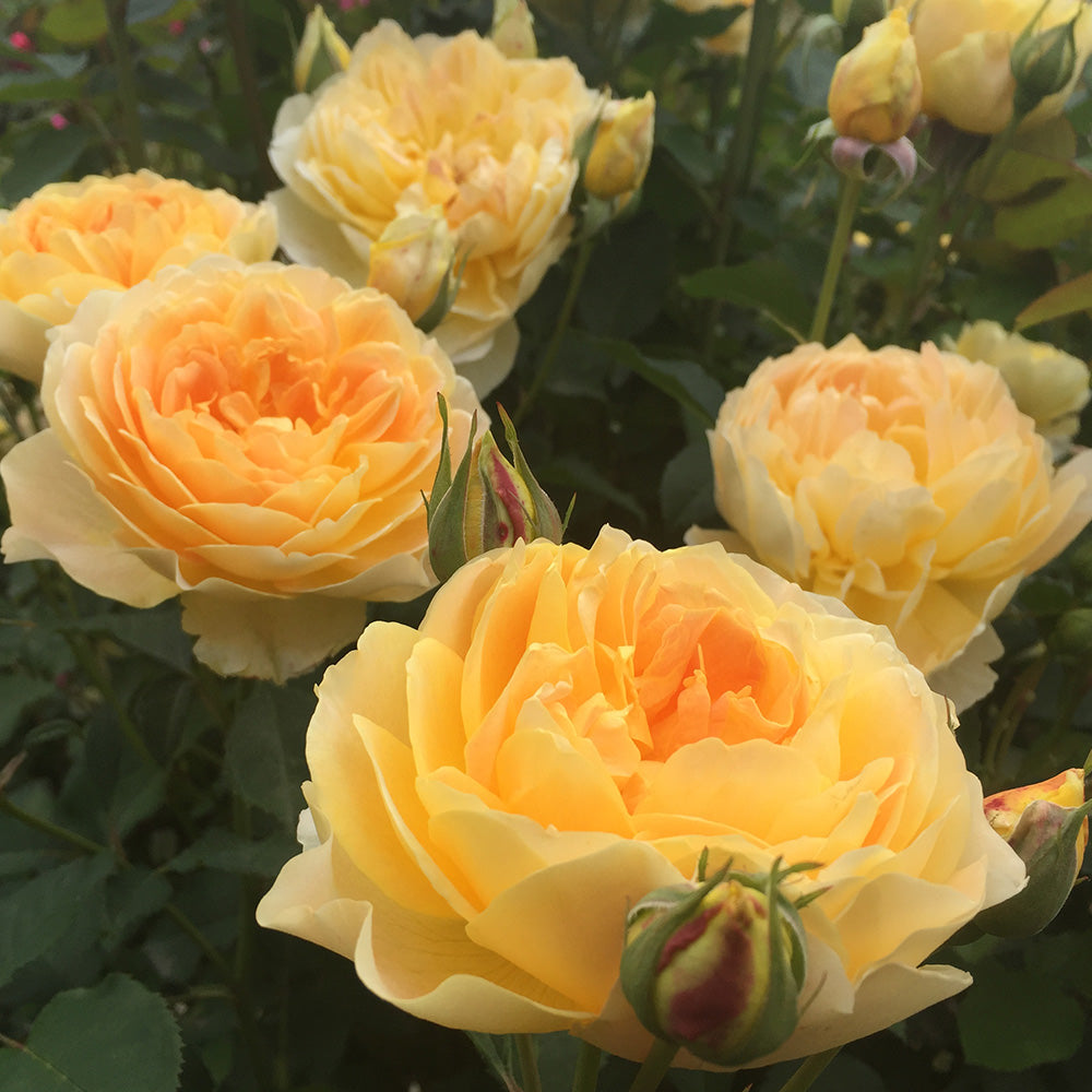 What Are David Austin Roses?