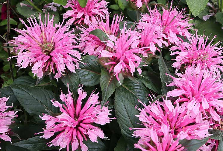 Bee Balm: A Pollinator’s Delight