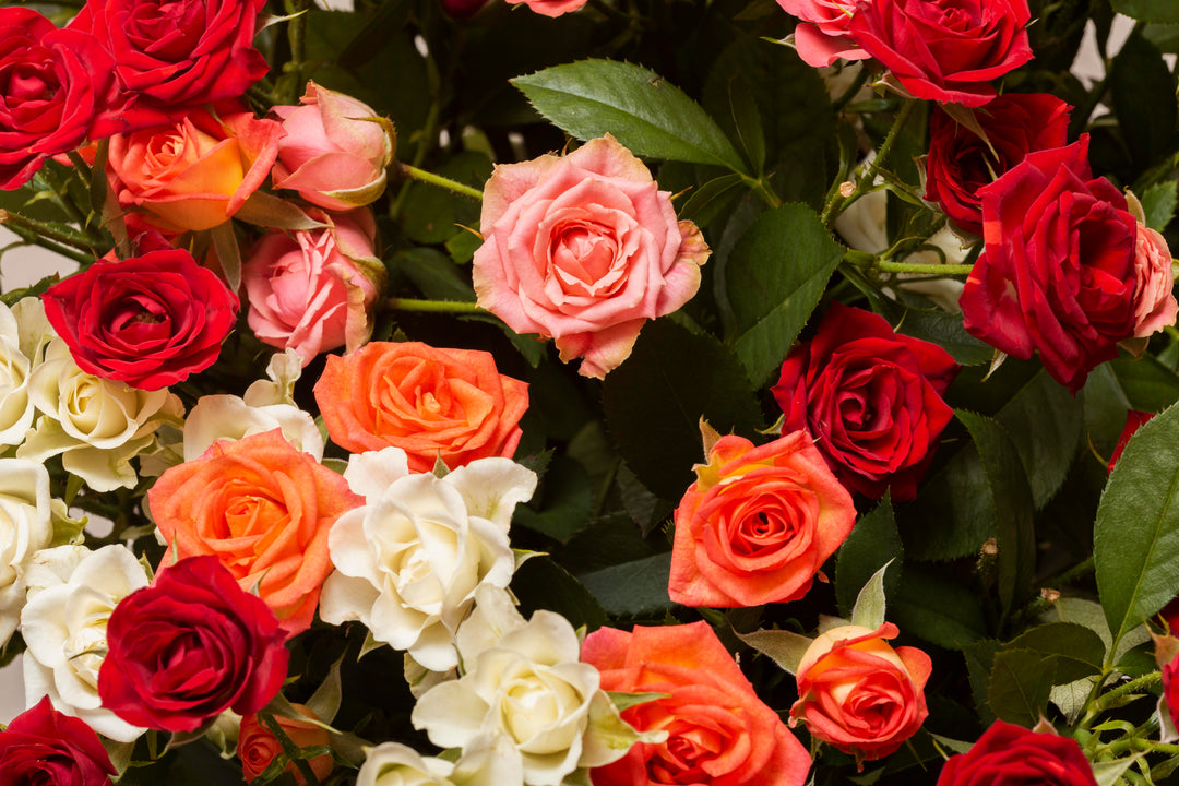 How Blended and Multicolored Roses Add Depth and Drama