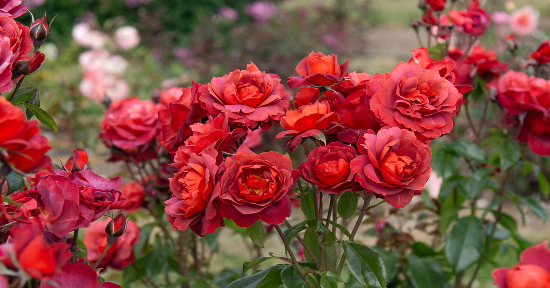 October Rose Tasks by Region