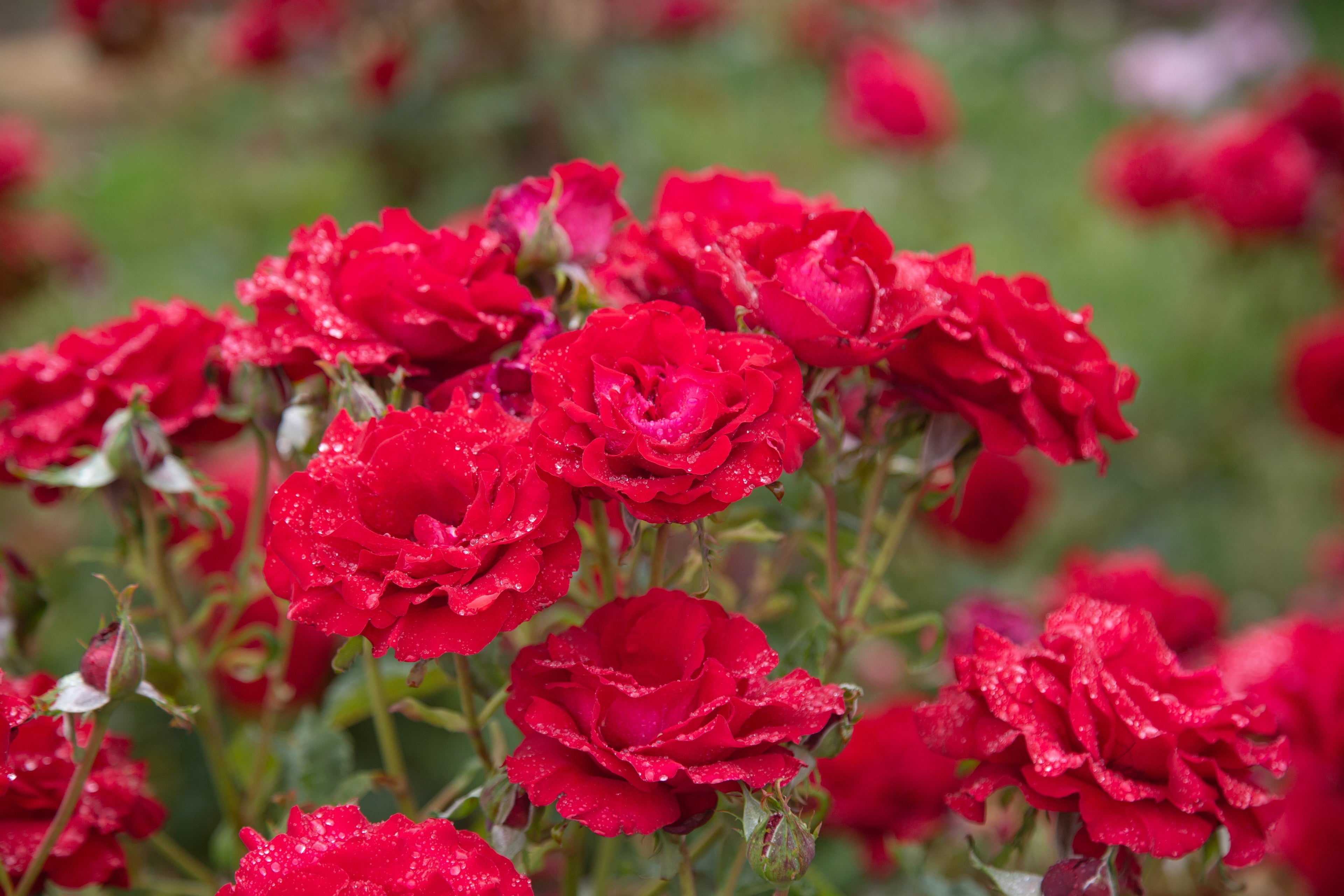 Are There Deer Resistant Roses?