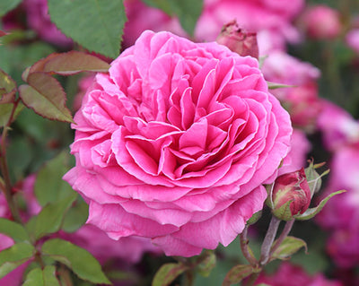 What are Heirloom or Old Garden Roses?