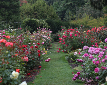 Own-Root Roses – Heirloom