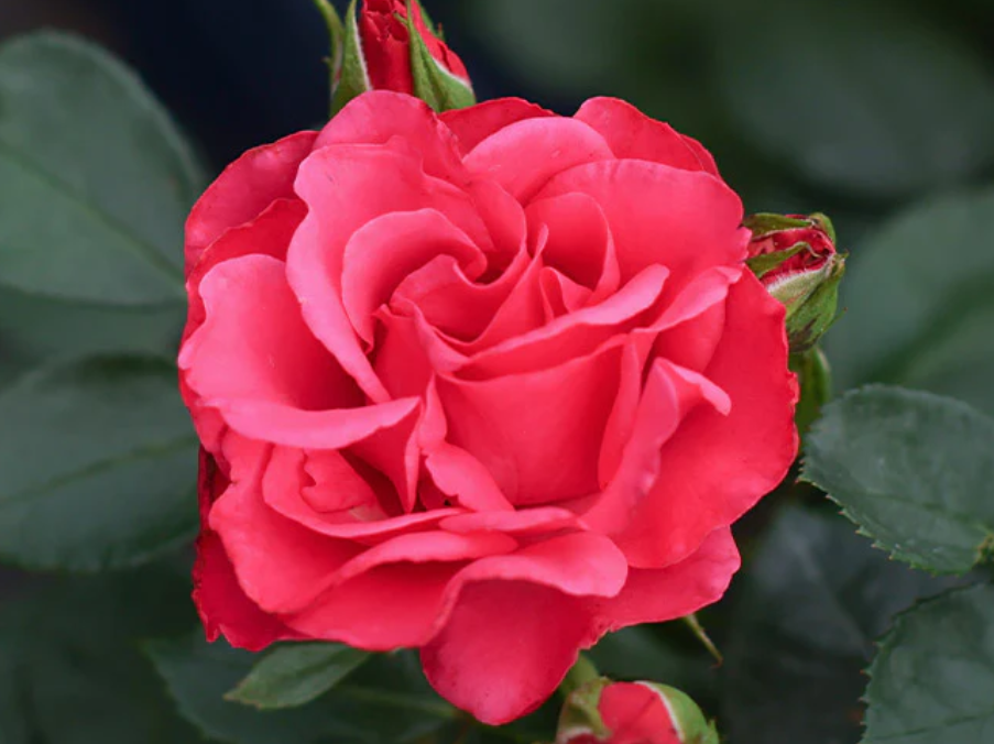 New Heirloom Own-Root Roses for Your 2026 Garden