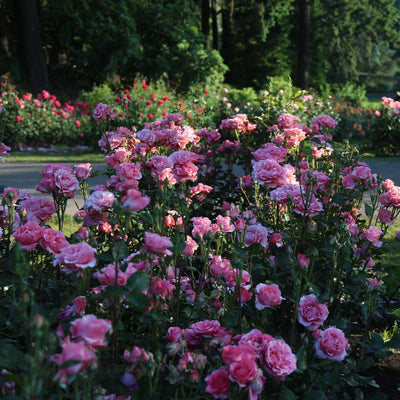 7 Stunning Roses You Should Plant