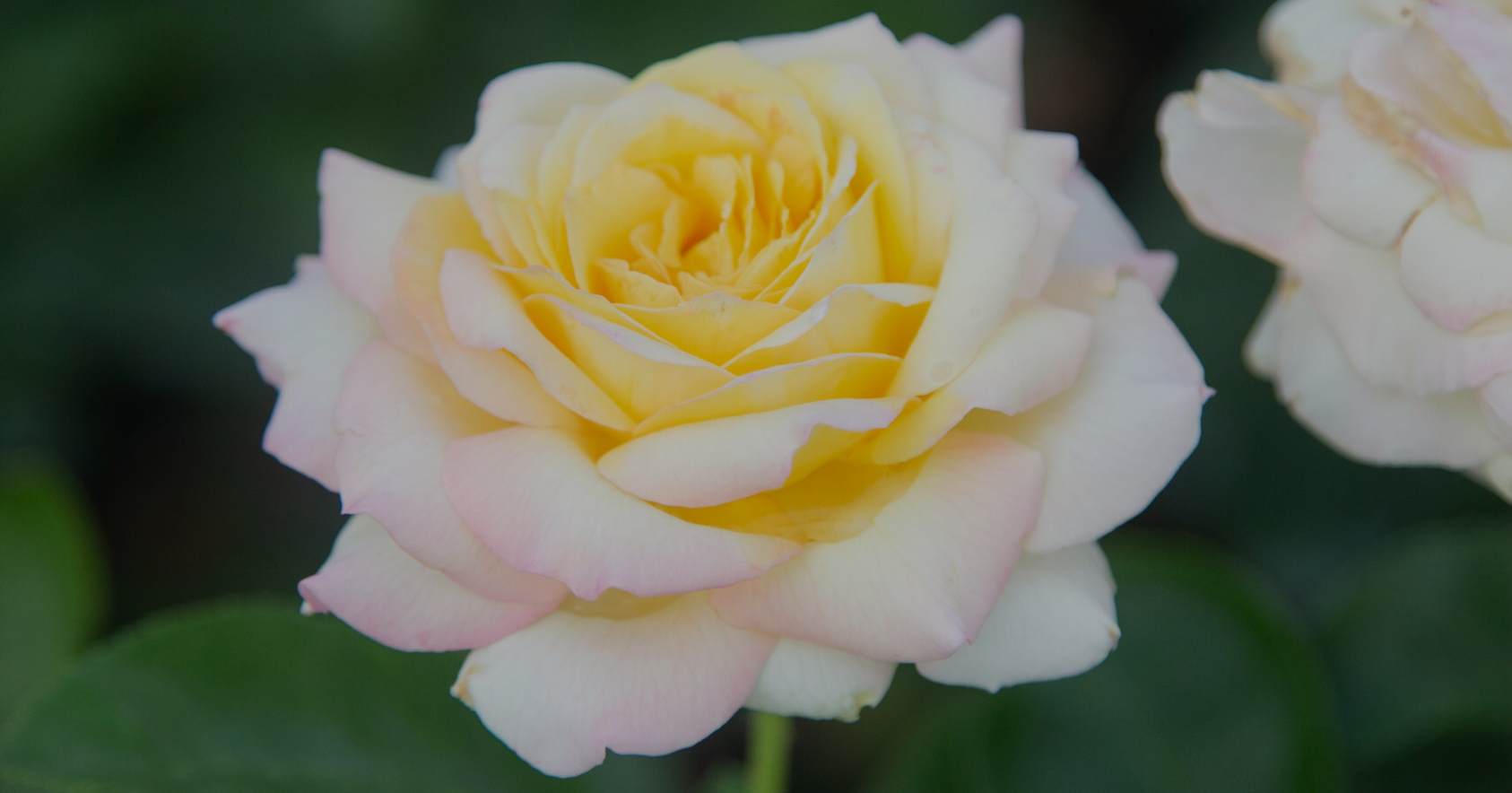 Peace Rose