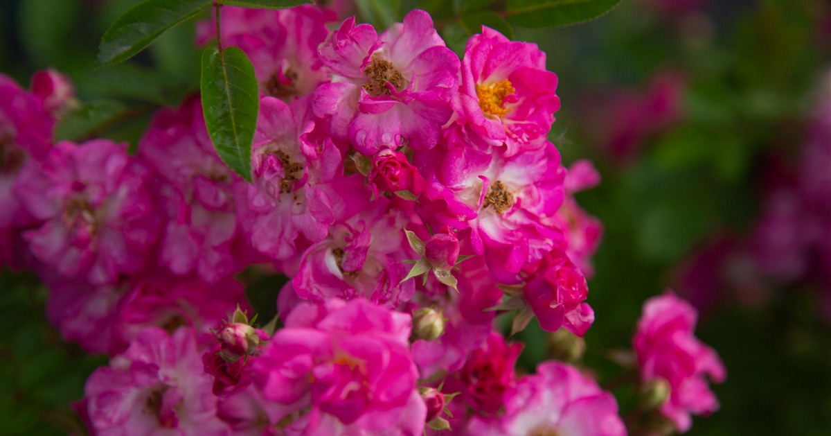 Peggy Martin, the Katrina Rose